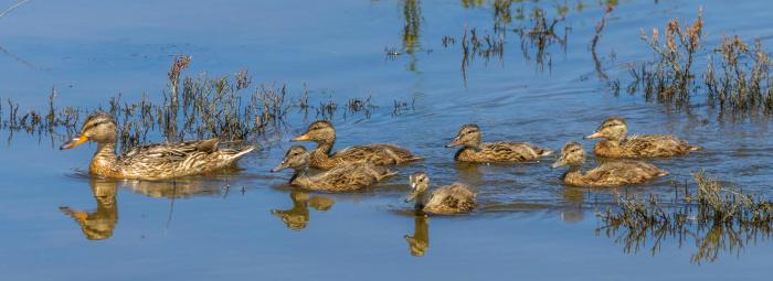 duck family enjoying the day. Momma duck being a leader